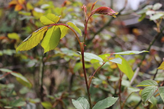 野花草樹(shù)