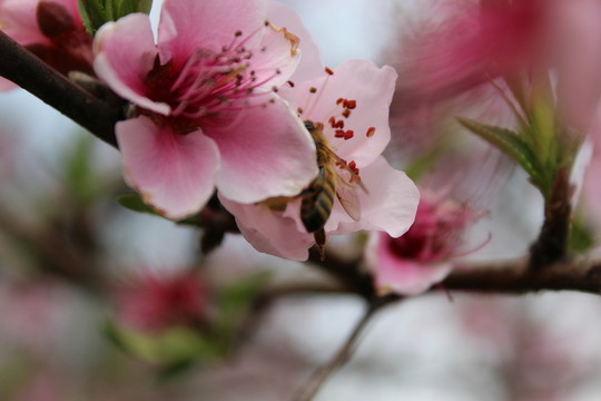 春天的桃花