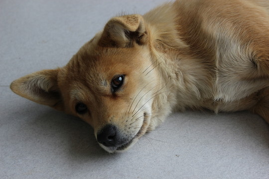 睡眠中的狗