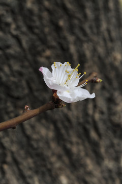 杏花微距特寫(xiě)