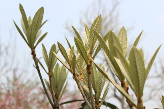 枇杷樹