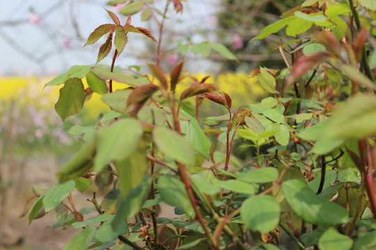 野草花樹