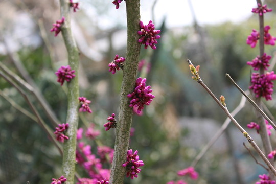 櫻花樹