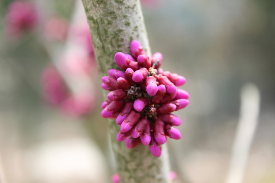 櫻花樹