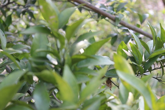 橘子樹