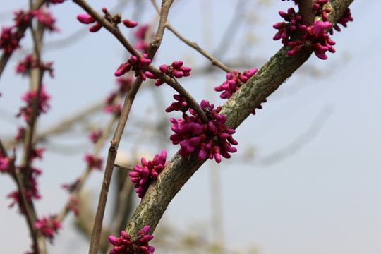 櫻花樹