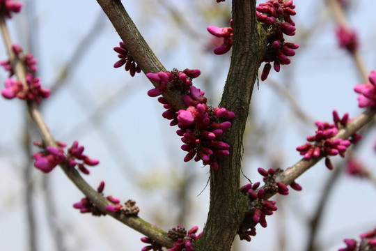 櫻花樹