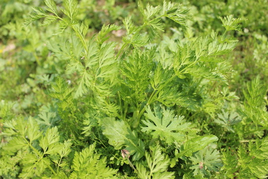 野草花
