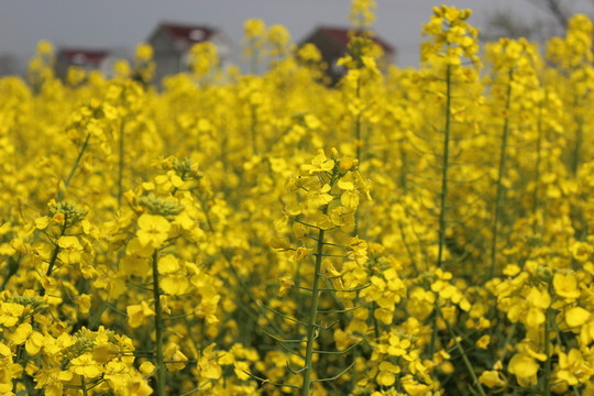 油菜花