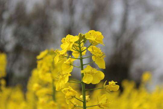 油菜花