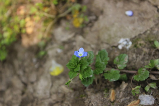 野草花