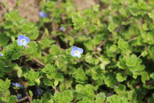 野草花