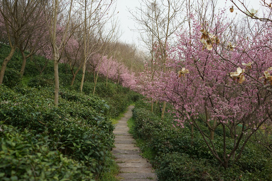 山間小路