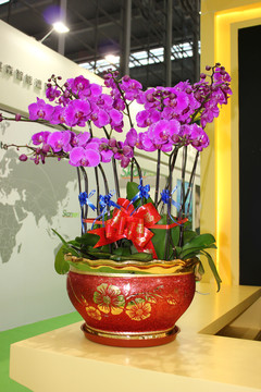 蘭花