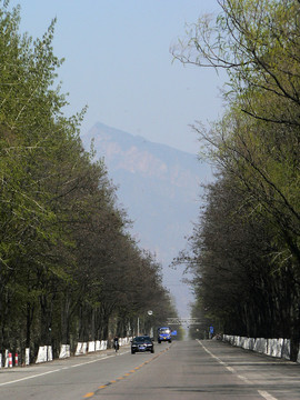 春天的柏油路 大馬路
