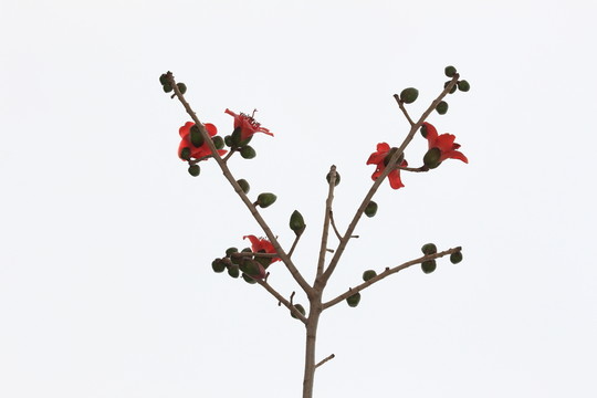 木棉樹