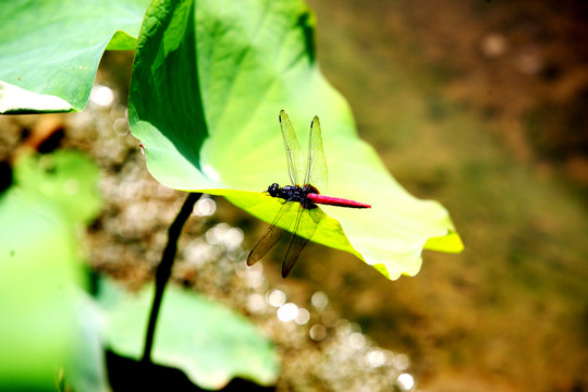 荷塘 蜻蜓