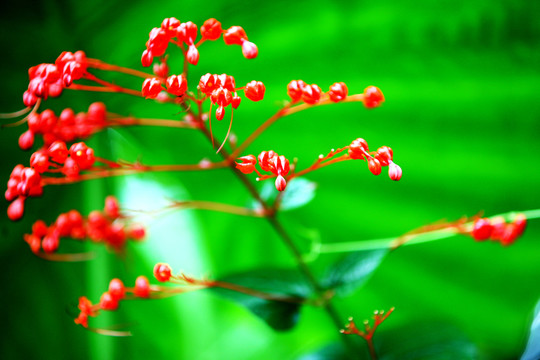 紅配綠 野花