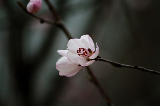 含苞待放的杏花