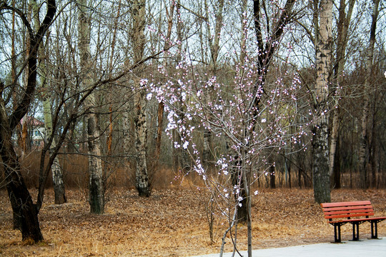 小杏樹(shù)和老楊樹(shù)