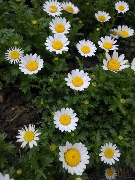 菊花叢