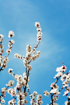 清新杏花