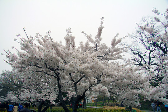 白色櫻花 