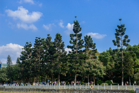 松林