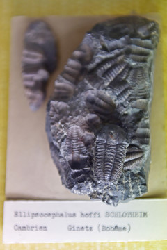 史前海洋生物化石