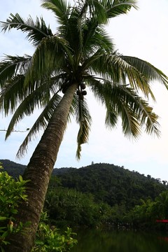 三亞浪漫之旅呀諾噠秀美風(fēng)景