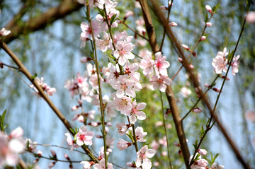 藍(lán)天綠柳桃花朵朵開