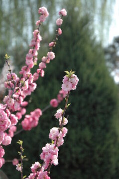 綠樹叢中桃花朵朵開向上