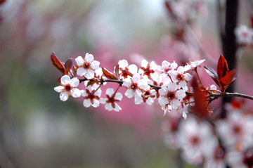 白粉色的春花開(kāi)一串