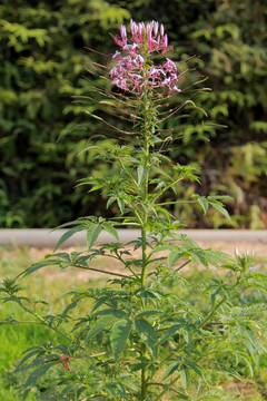 飛來(lái)鳳 植株