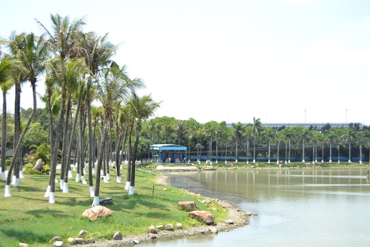 大椰榕樹林