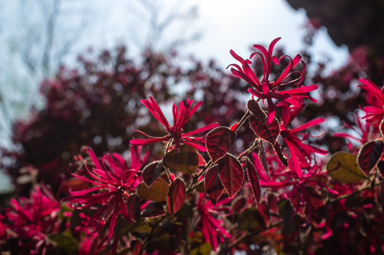 紅色花朵