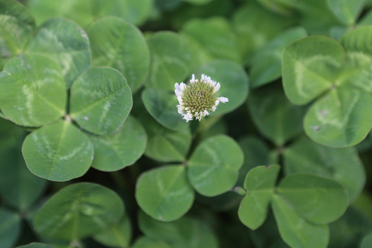 三葉草