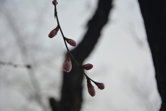 桃花
