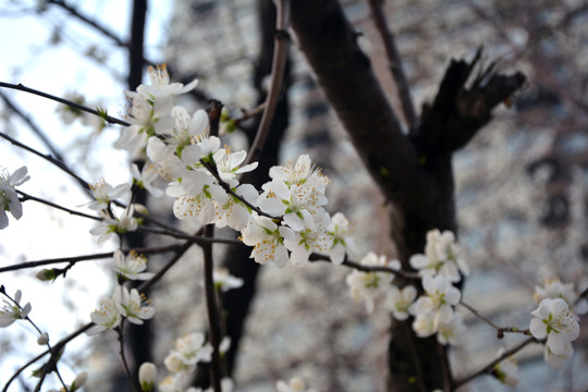 桃花