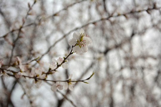 桃花