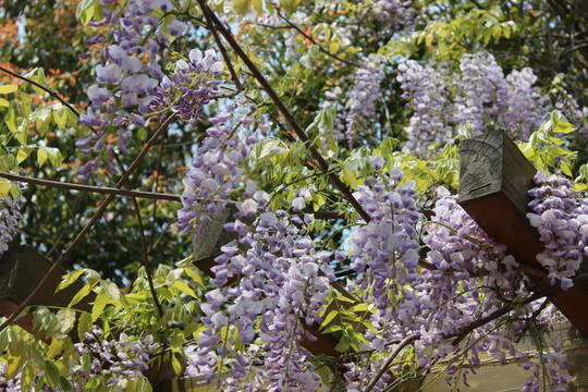 藍(lán)色的花朵