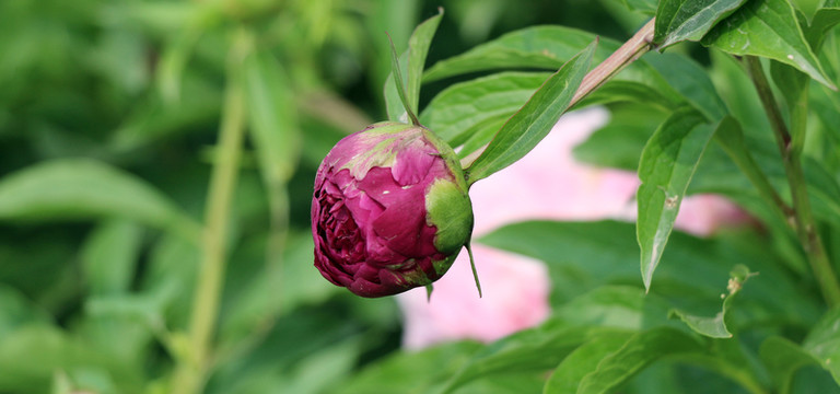 牡丹花苞 芍藥 牡丹高清圖