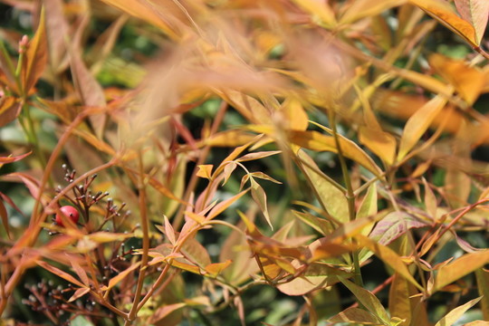 紅色葉子
