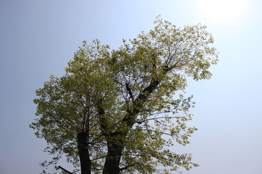 兩棵大樹