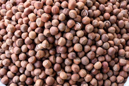 榛子 種子 食品 堅(jiān)果 干果