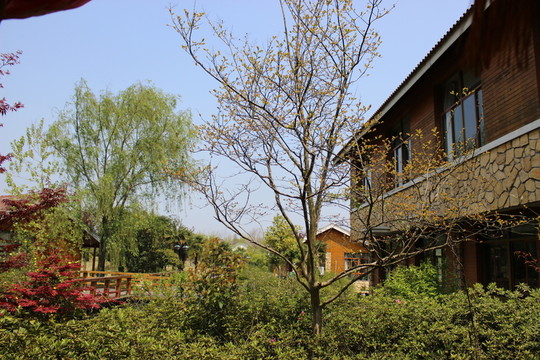 院落景色