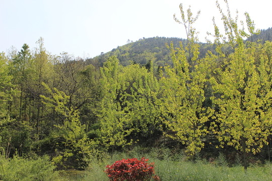 山區(qū)景色