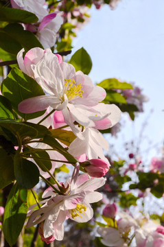 櫻花