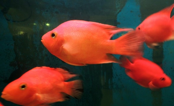 鸚鵡魚 財神魚