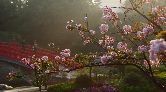 櫻花
